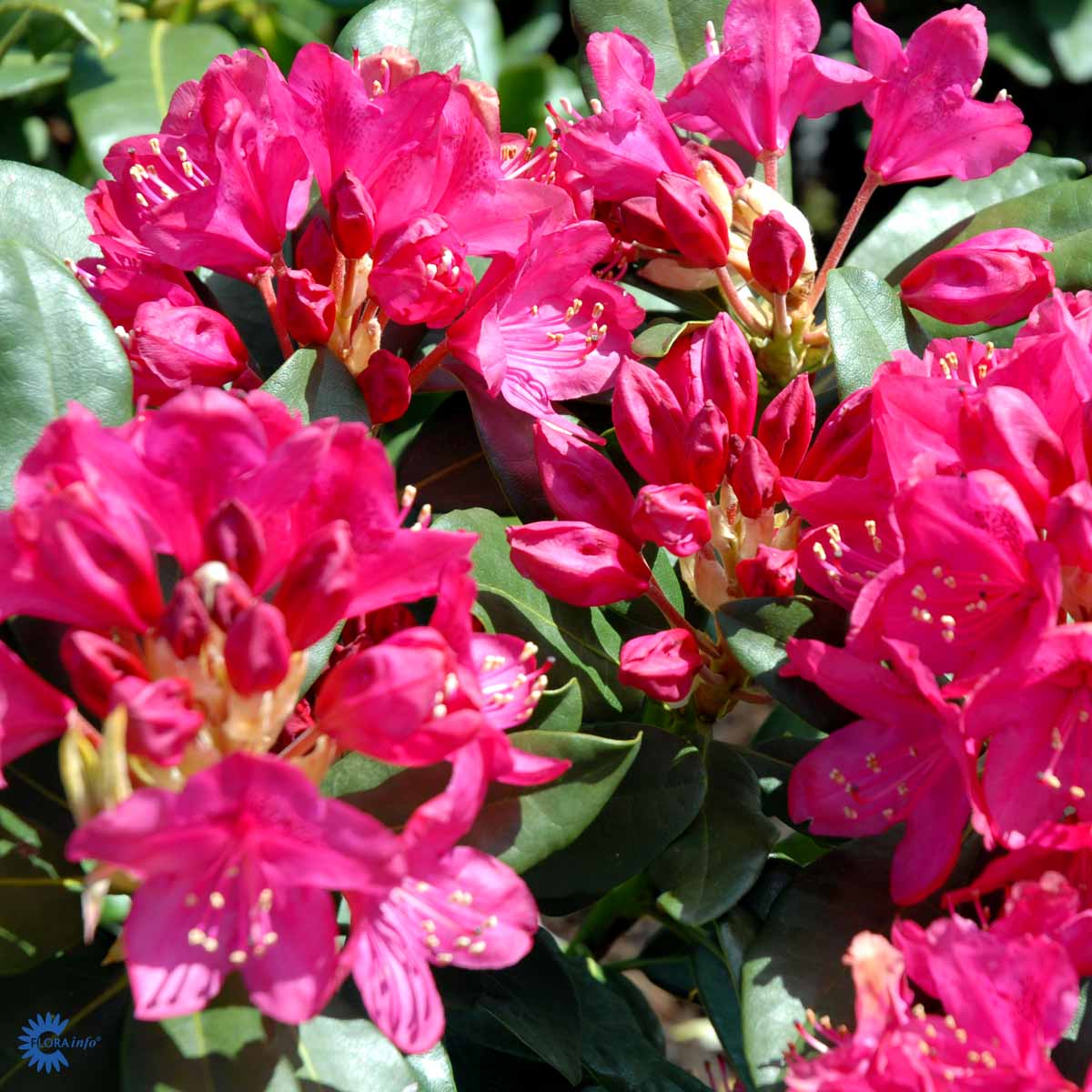 Rhododendron storblomstret  'Nova Zembla'