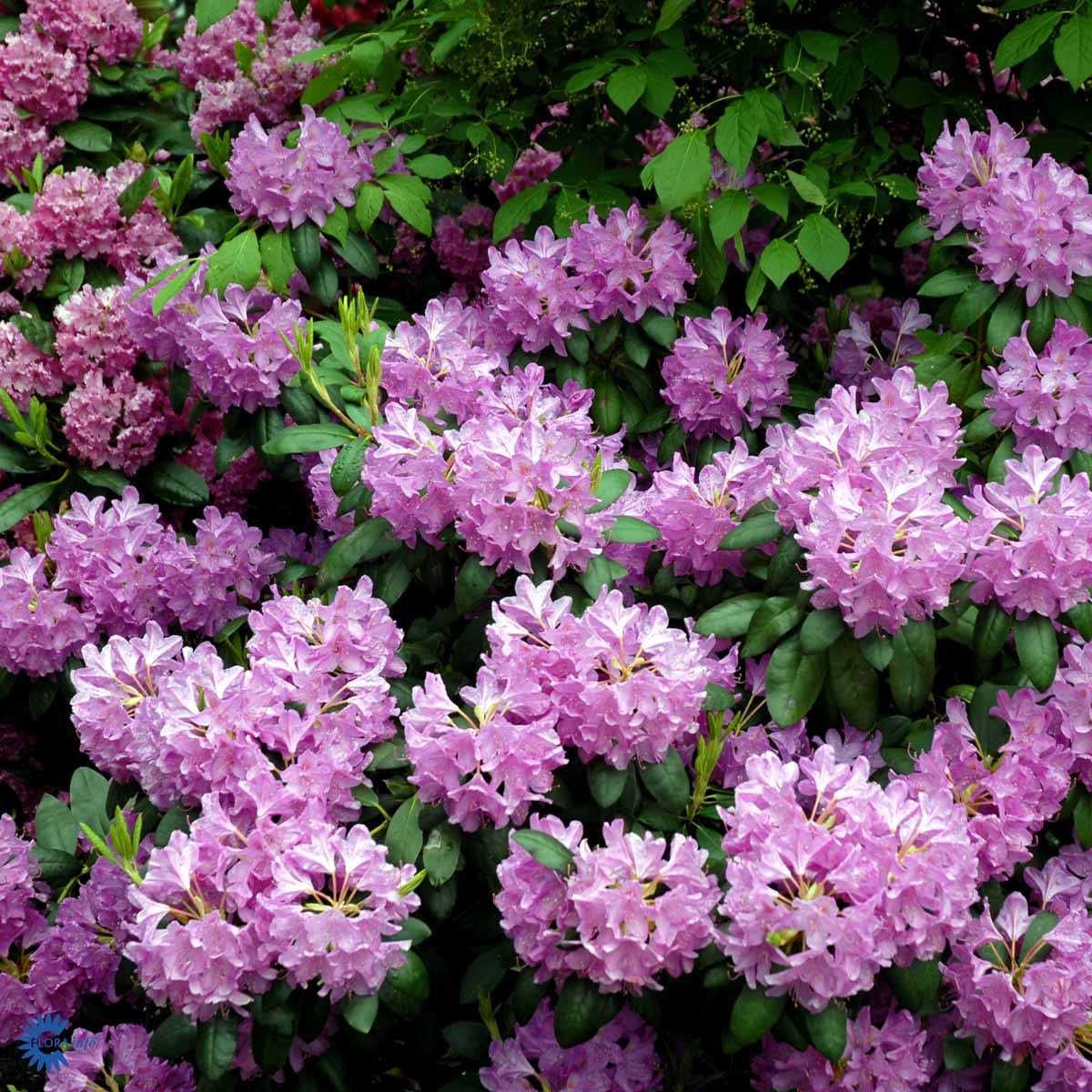 Rhododendron storblomstret  'Roseum Elegans'