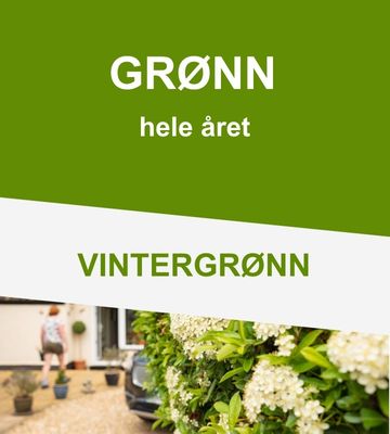 Vintergrønne hekkplanter