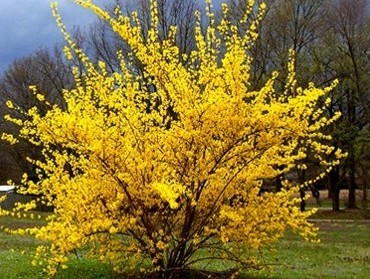 Kanadagullbusk (3 gr Co 3,5)