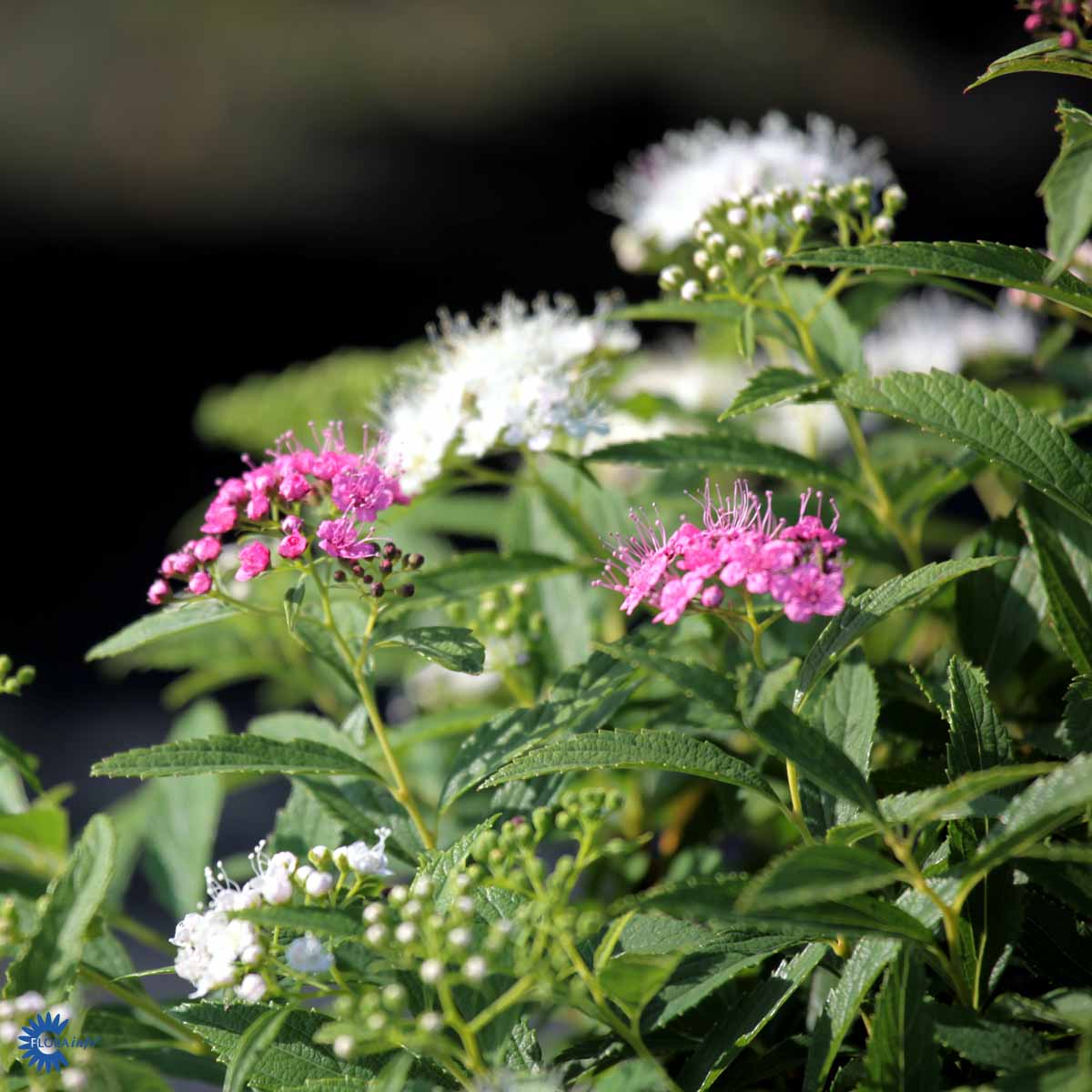 Japanspirea 'Shirobana'