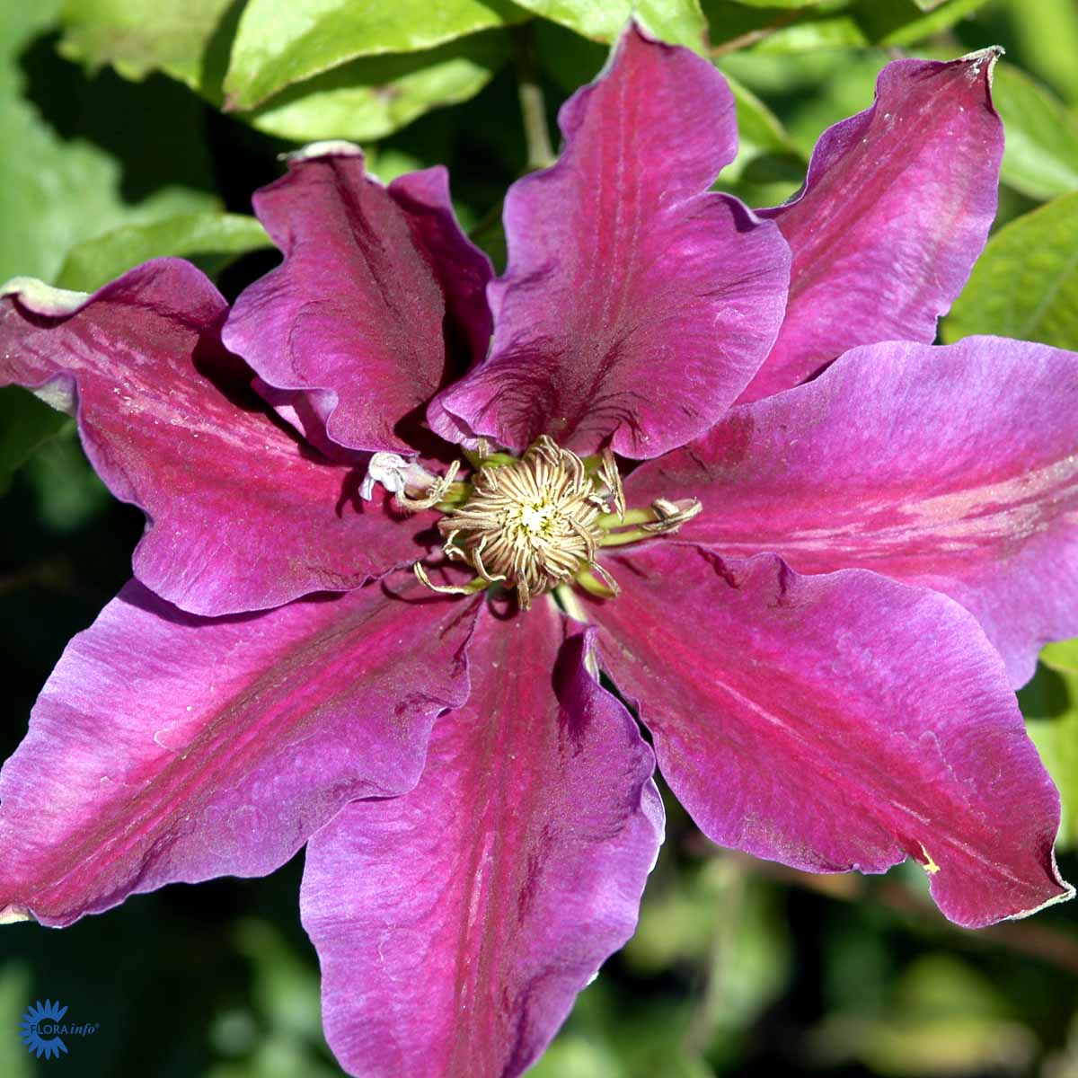 Rosa med røde striper ( CO 2)