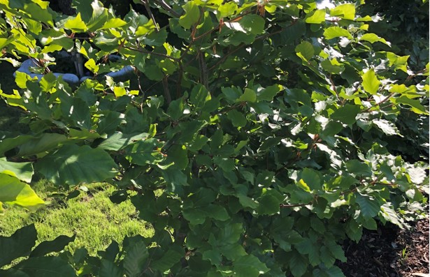 Bøk ferdighekk plantet hos kunde i Moss