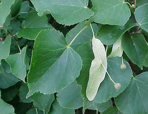 Småbladlind Kafèkasse