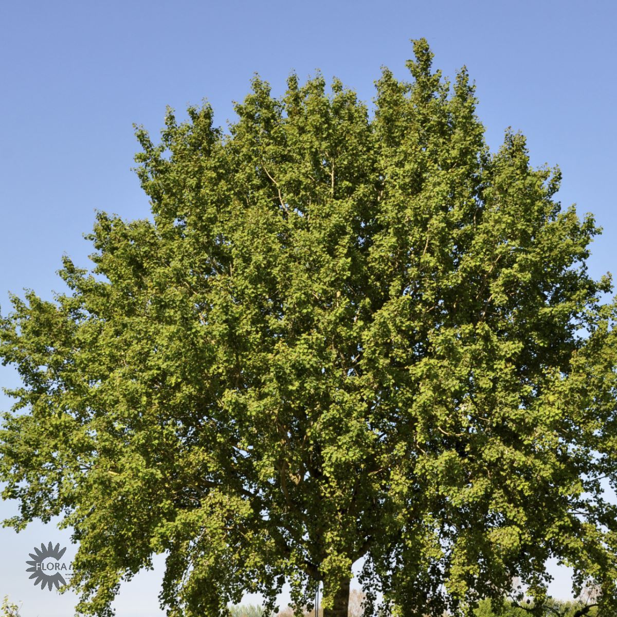 Osp (Ren art) fk Reiersøl og finsk klon 'Haapa'