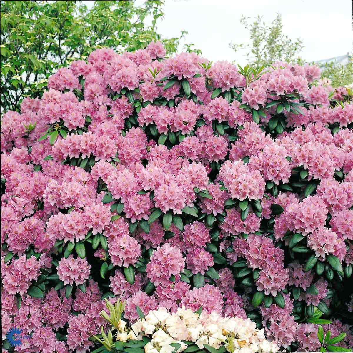 Rhododendron storblomstret catawbiense 'Grandiflorum'