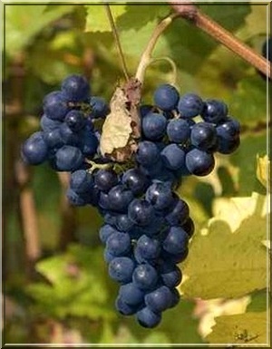 Blå drue (sh 40-60 Co 2)