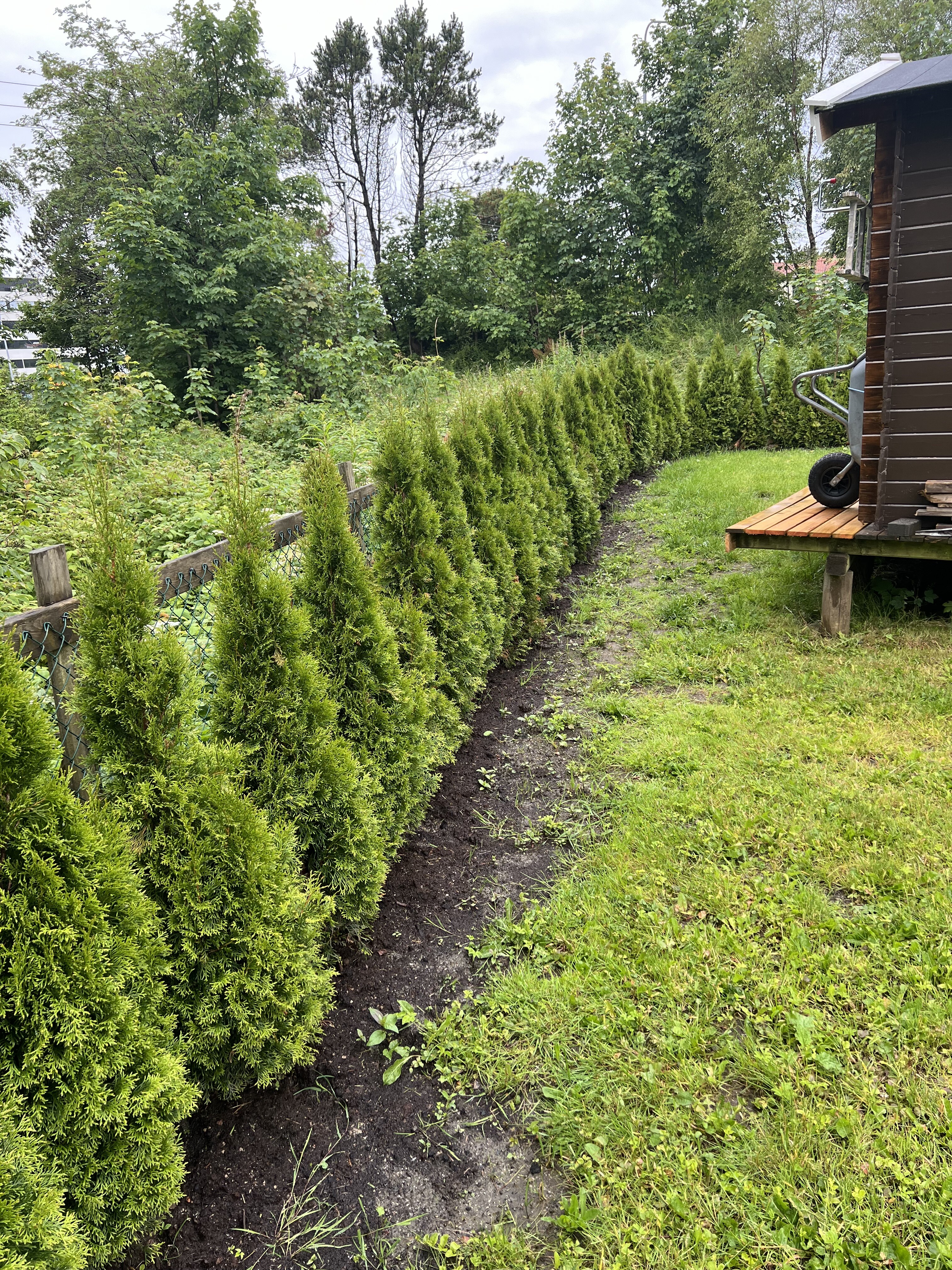 Thuja smaragd Haugesund april 2024 2