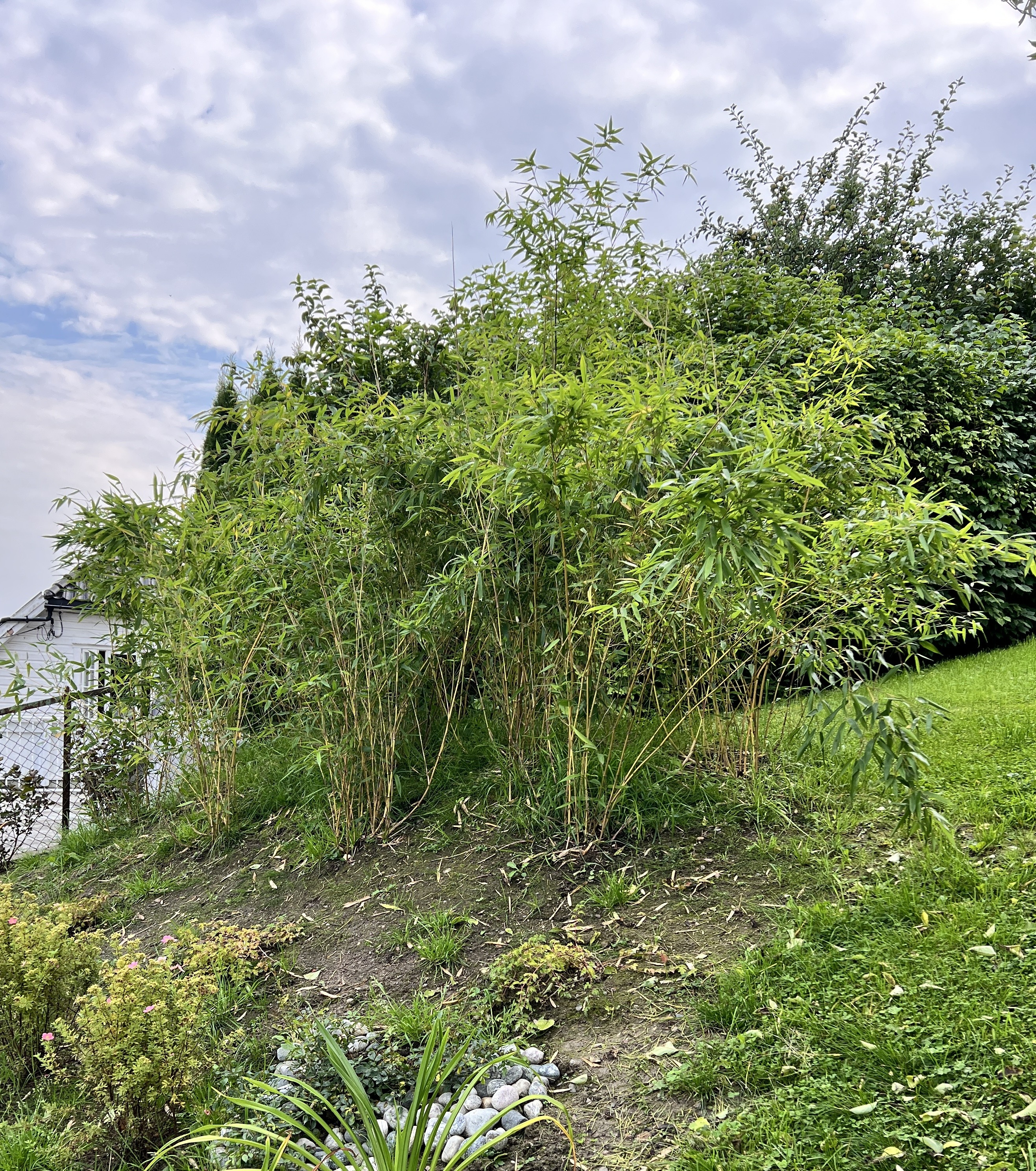 Bambus Drammen juni 2024