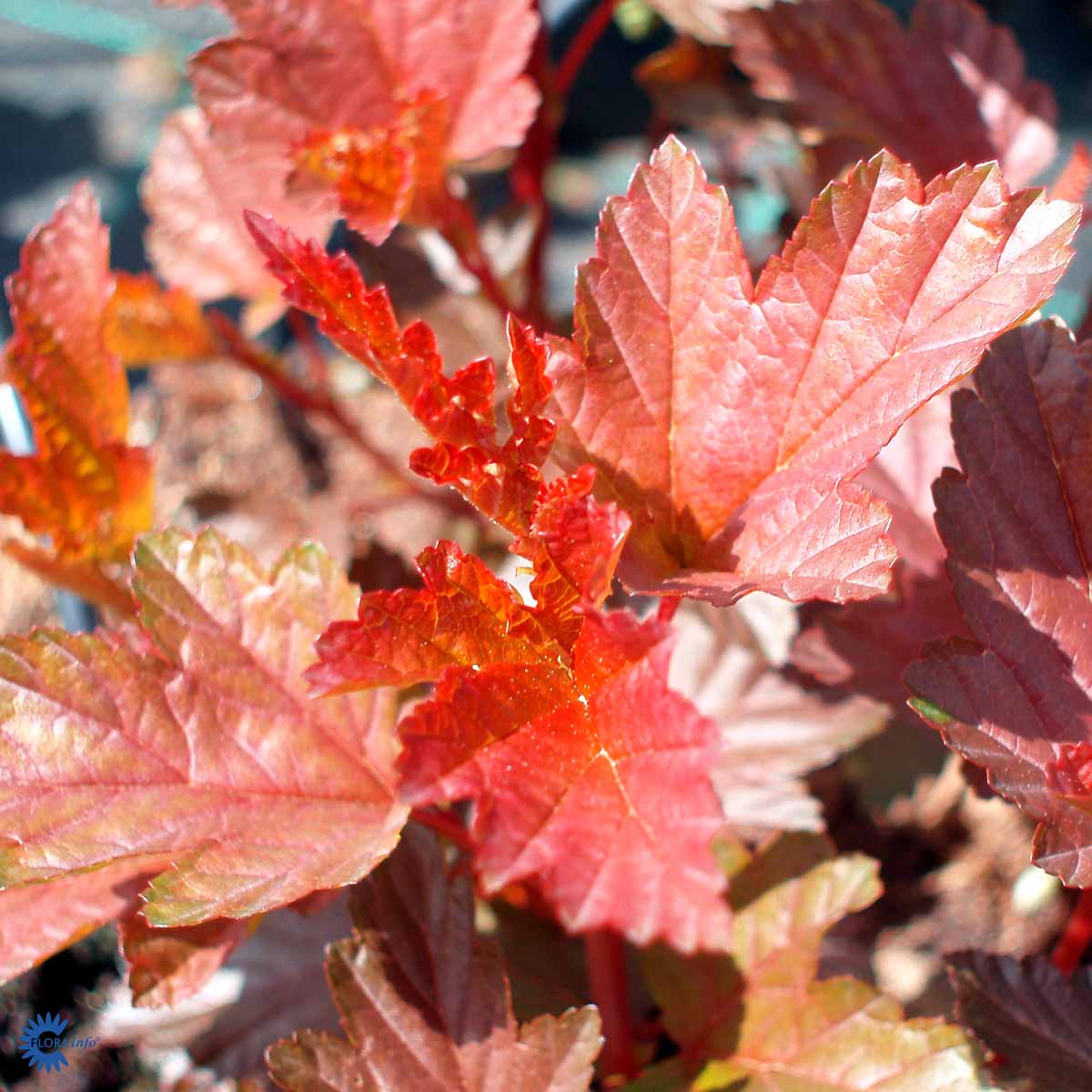 Solblærespirea 'Diable d'Or