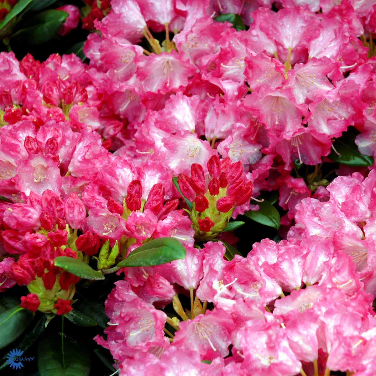 Rhododendron 'Marlis'