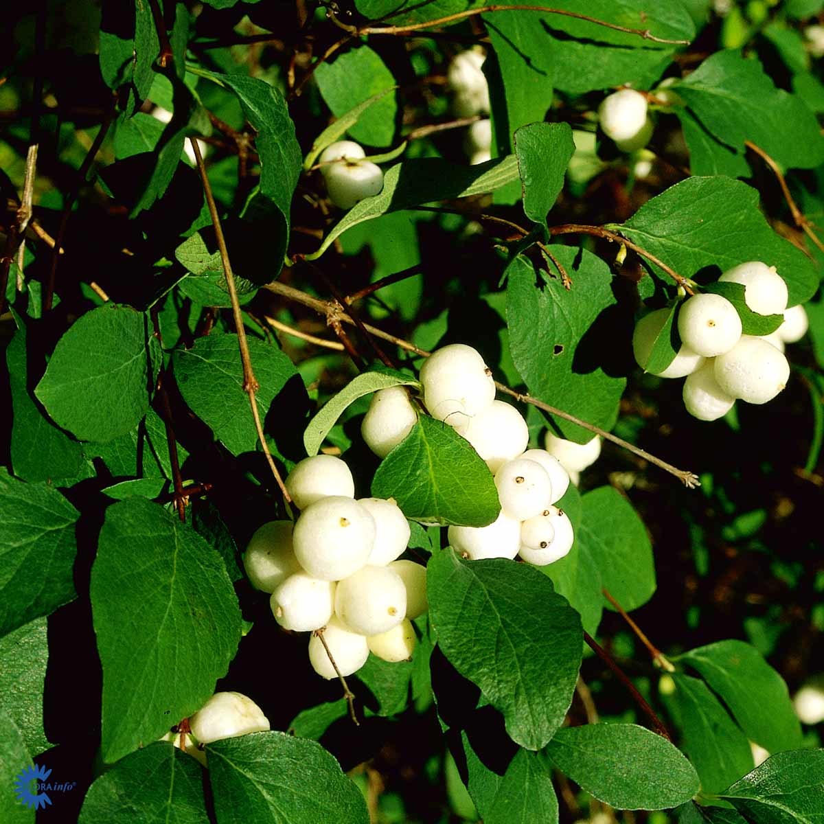 Hagesnøbær 'White Hedge'