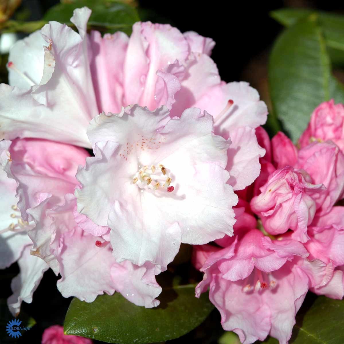 Rhododendron 'Silberwolke'