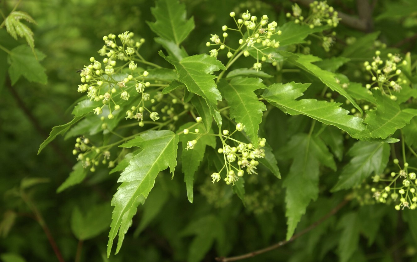Sibirlønn fk Sauherad E (norsk frøkilde)