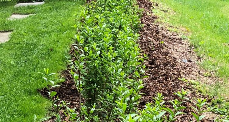 Bilde fra hageprosjekt i Dilling, grønn hekk