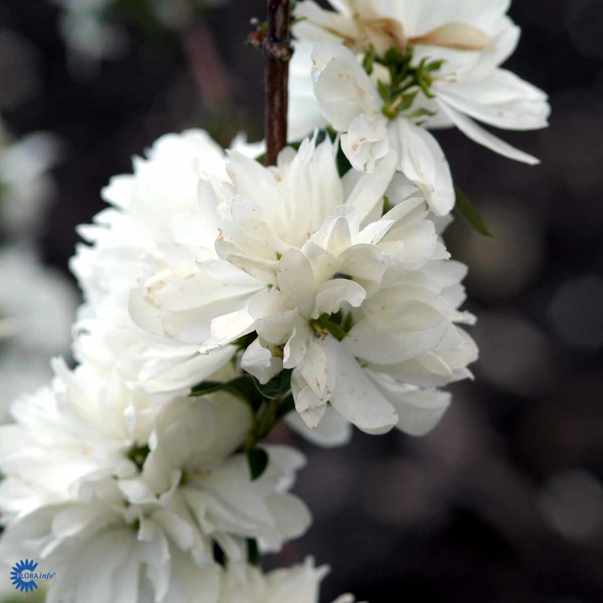 Skjærsmin 'Snowbelle'