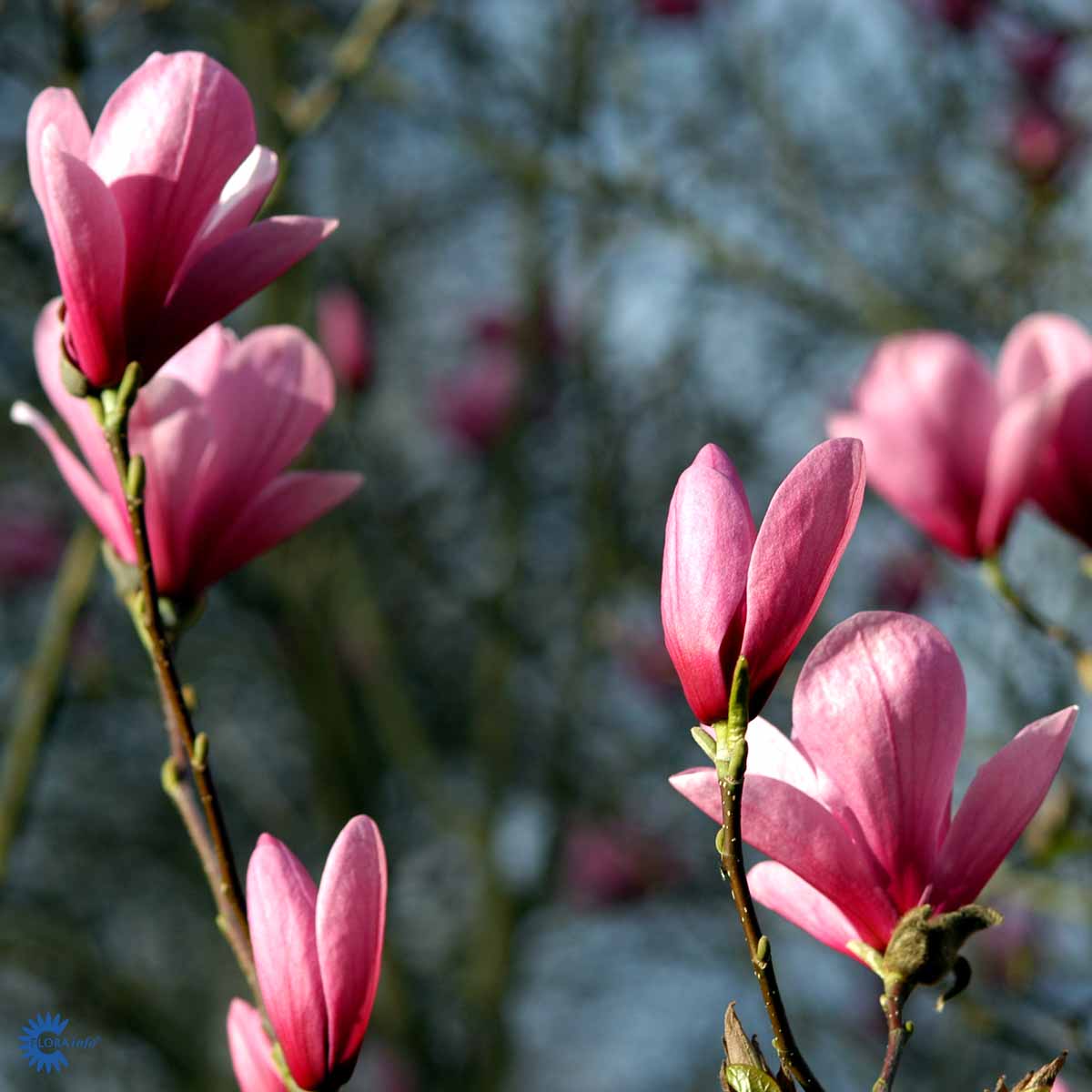Rosemagnolia 'Galaxy'