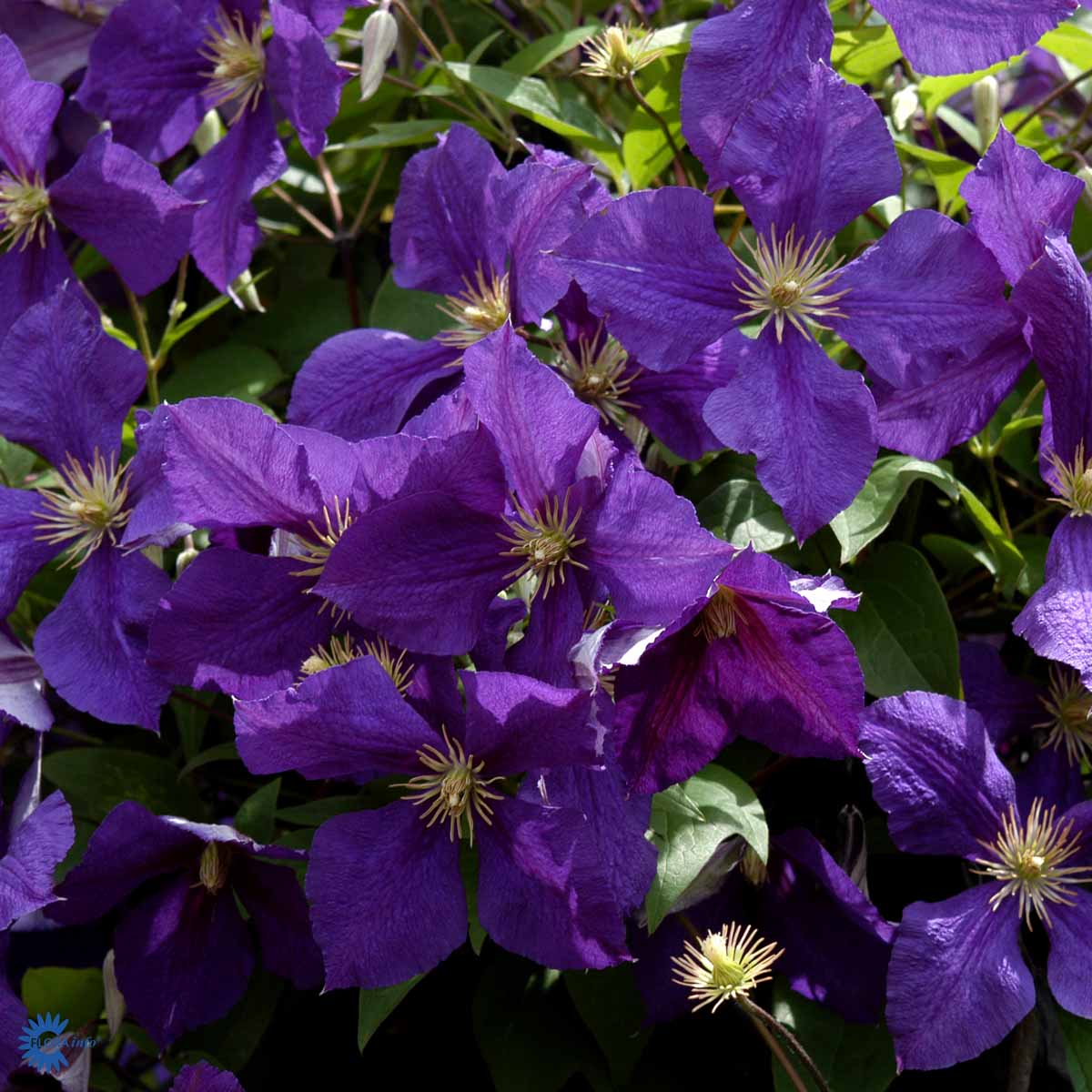 Klematis 'Jackmanii'