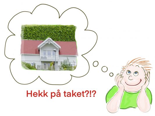 Sture viser hekkplanting på tak