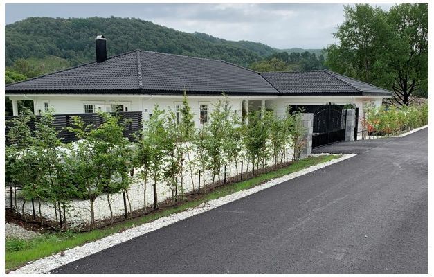 Bøk barrotplanter klare for utplanting i Hauge i Dalane