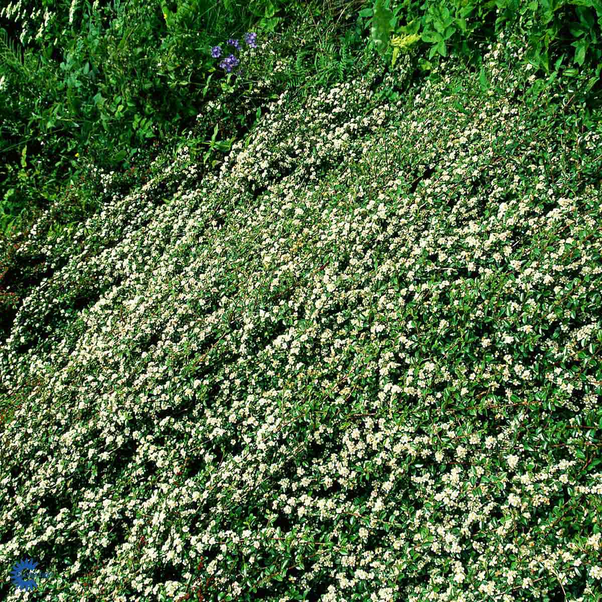 Vintermispel (b 25-30 Co 4.5)