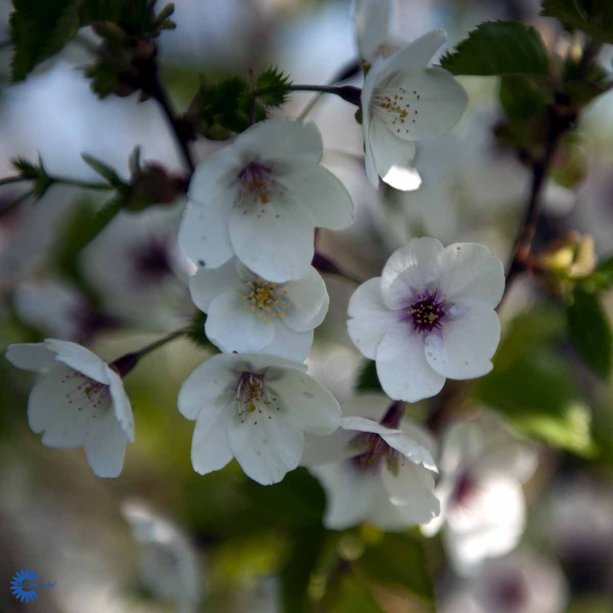 Japankirsebær 'Umineko'