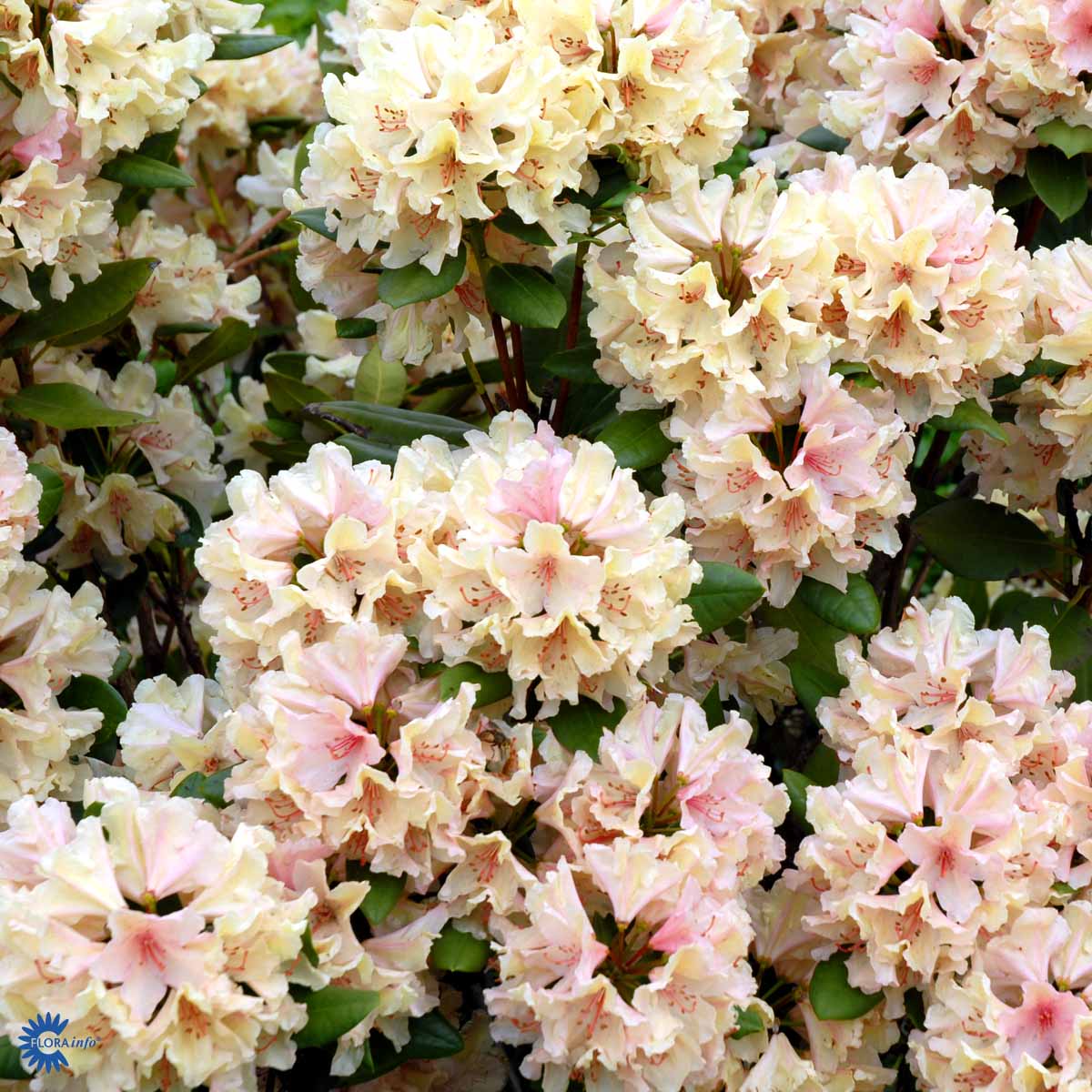 Rhododendron storblomstret  'Brasilia'