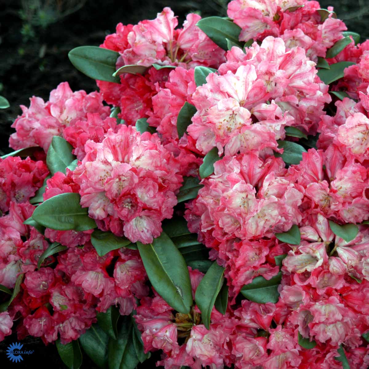 Rhododendron 'Morgenrot'
