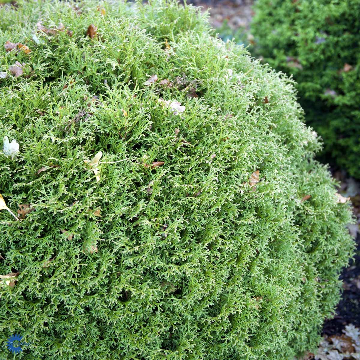 Tuja 'Tiny Tim', kuletuja