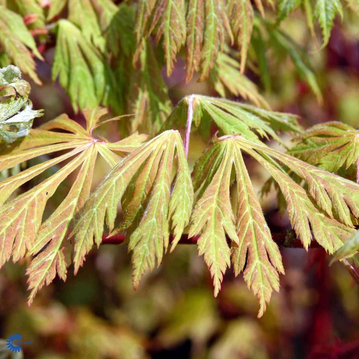 Japanlønn 'Aconitifolium'