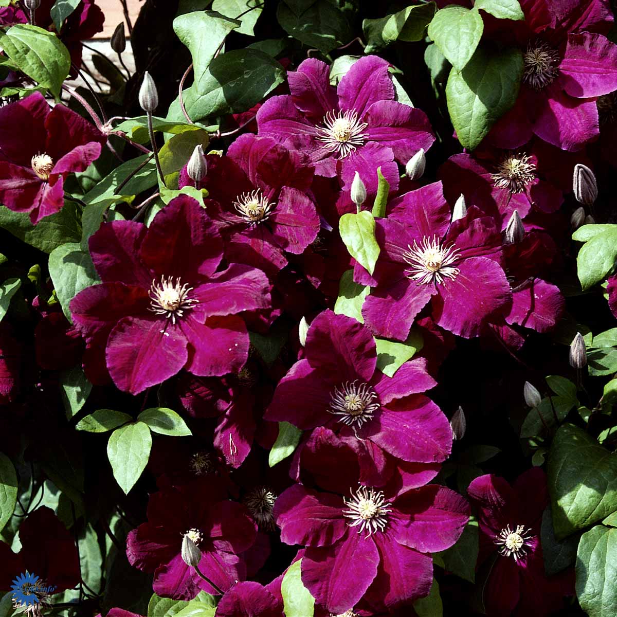 Klematis 'Rouge Cardinal'