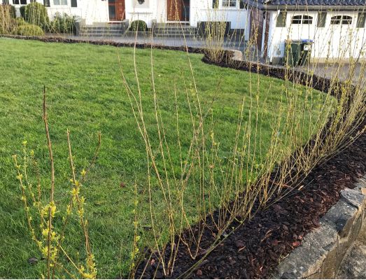 Vinterliguster barrotplanter klare for hekk på Sofiemyr