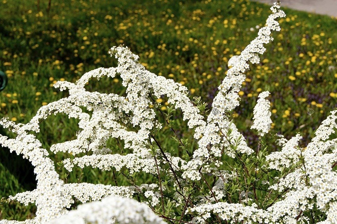 Sommerspirea 'June Bride'