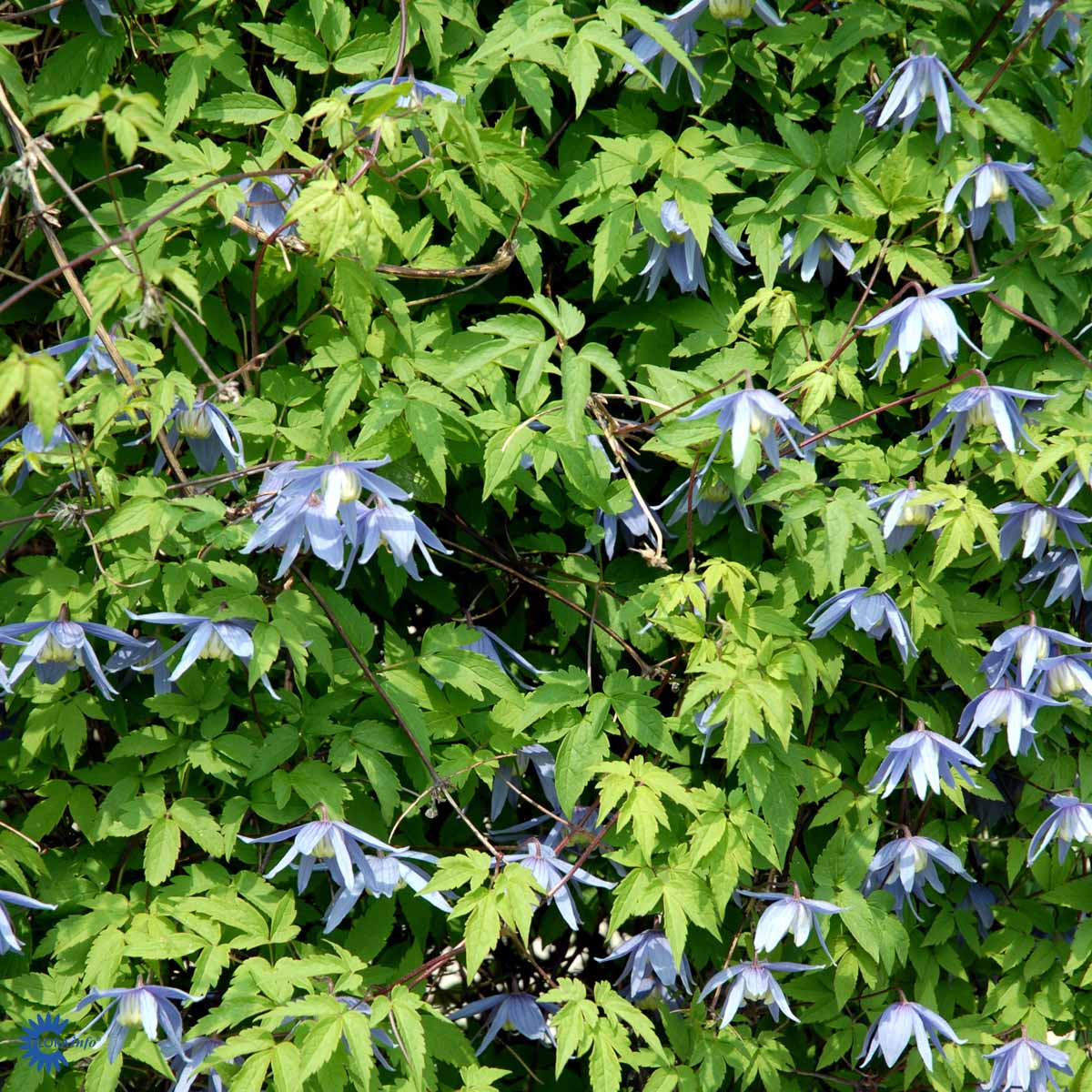 Alpeklematis (Alperanke)