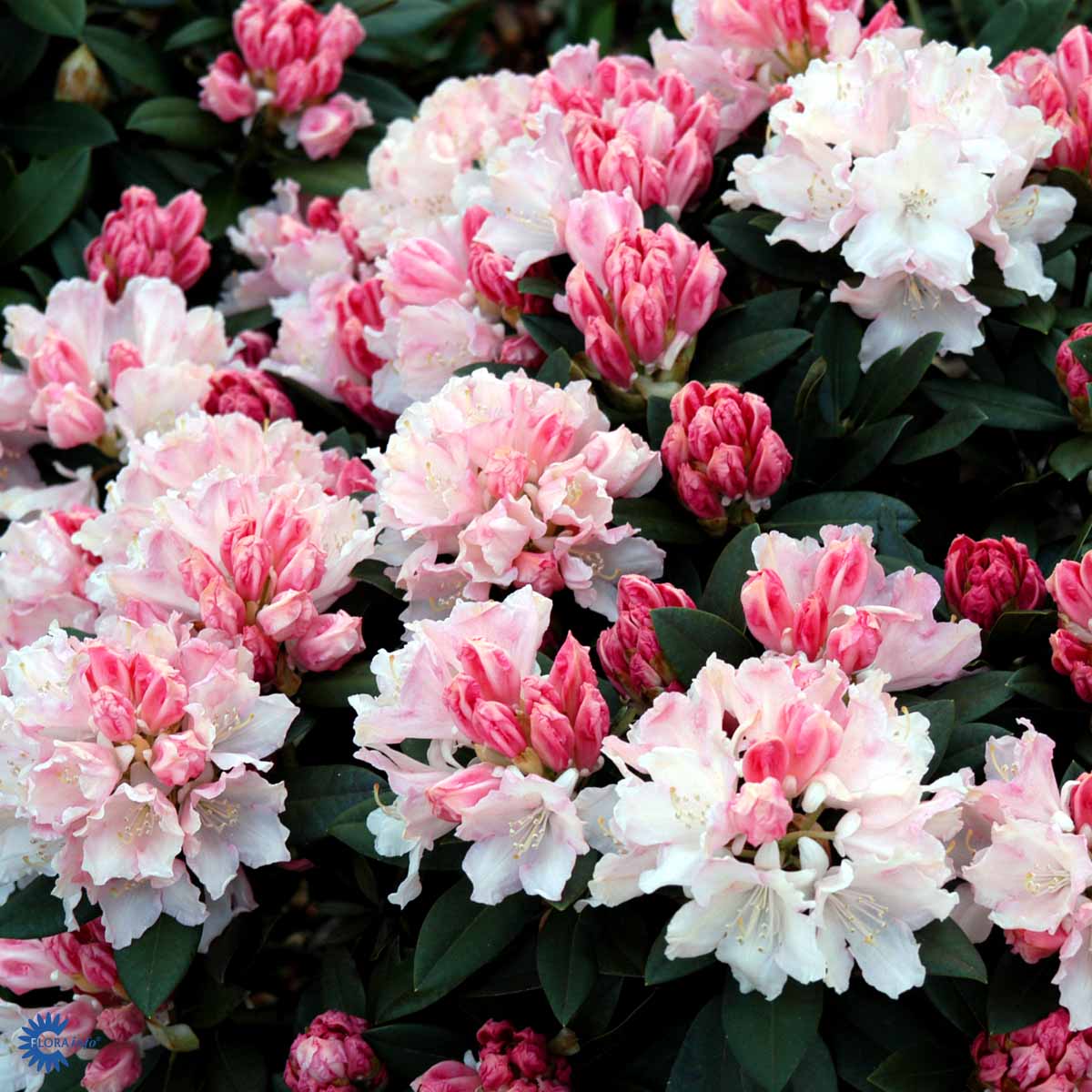 Rhododendron 'Dreamland'
