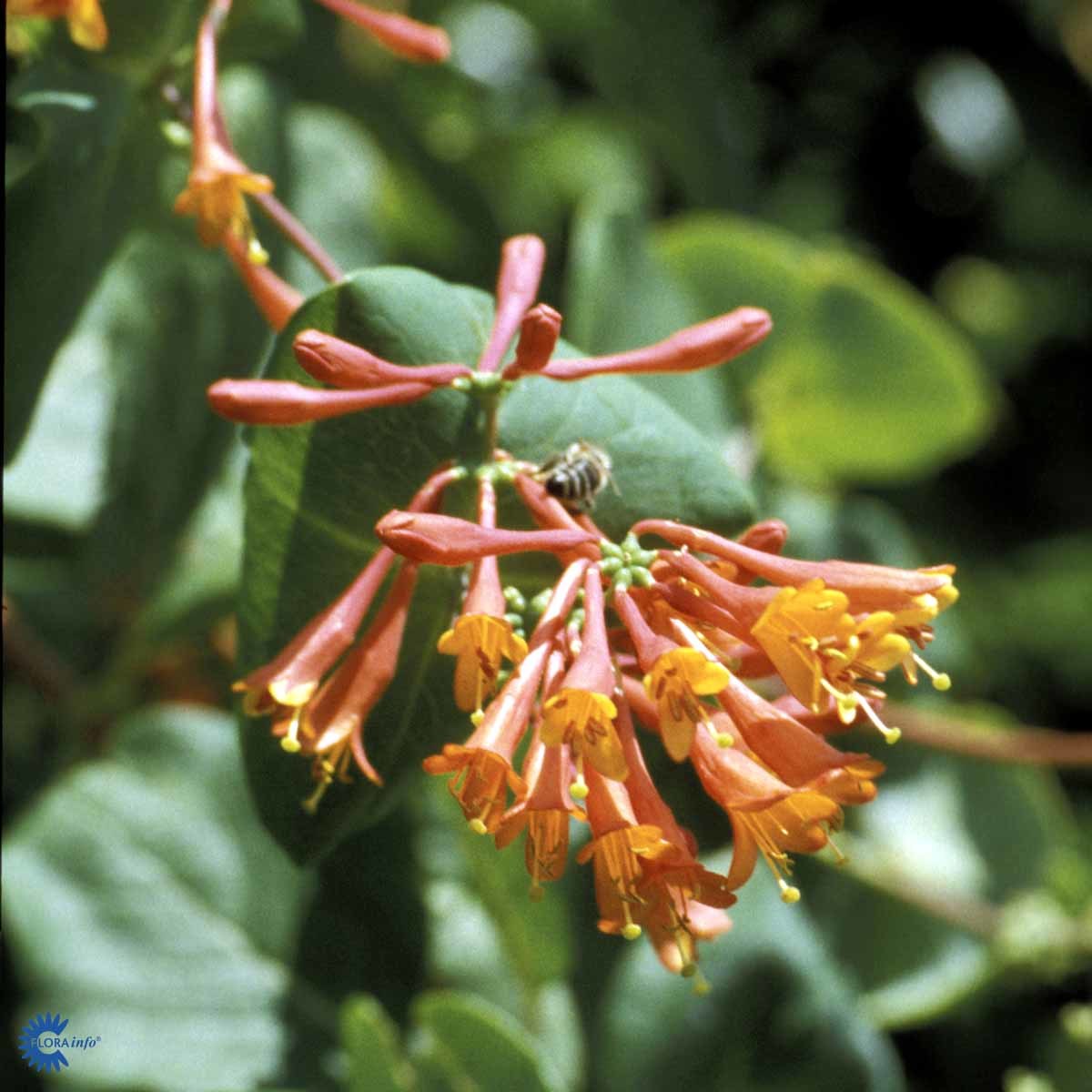 Ildkaprifol 'Dropmore Scarlet'