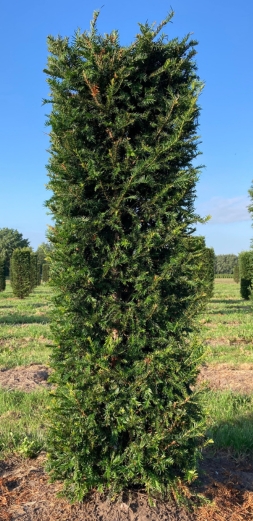 Barlind (Ferdighekk 150 cm)