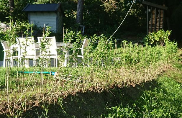 Liguster liga hekk plantet i Oslo, tett og robust