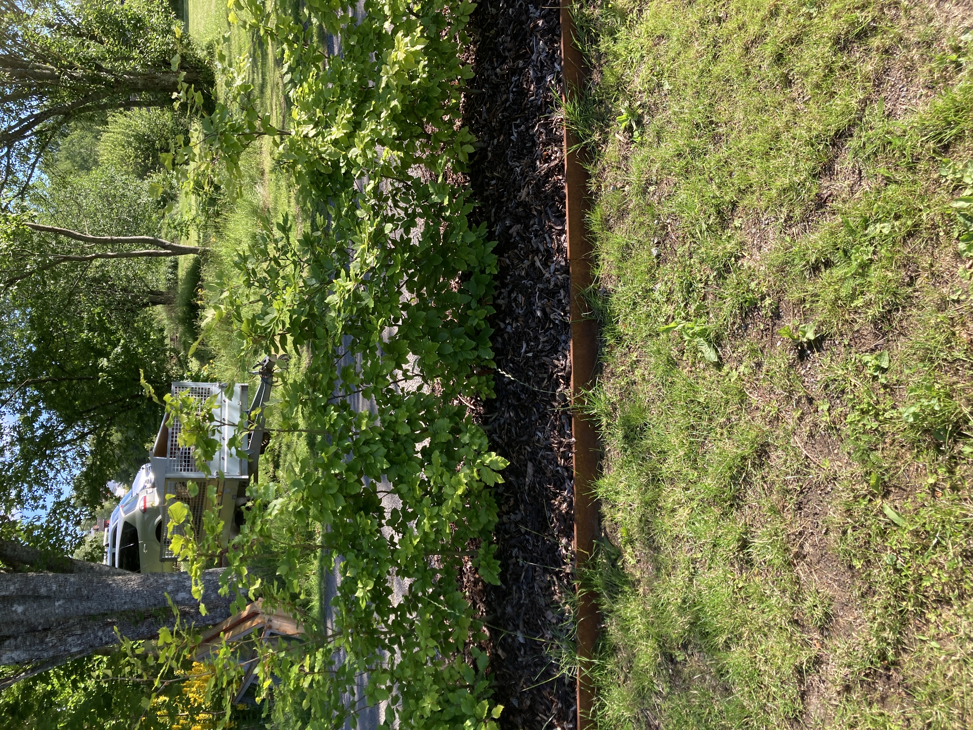 Blodbøk hekk plantet i Vestby i mai 2022