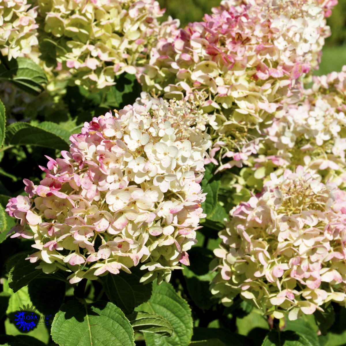 Syrinhortensia paniculata 'Silver Dollar'