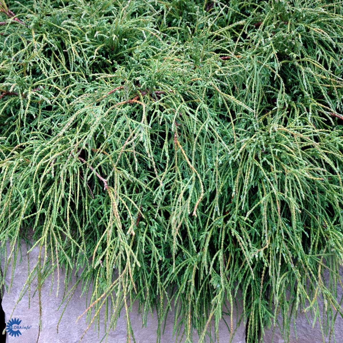 Ertesypress 'Filifera Nana'