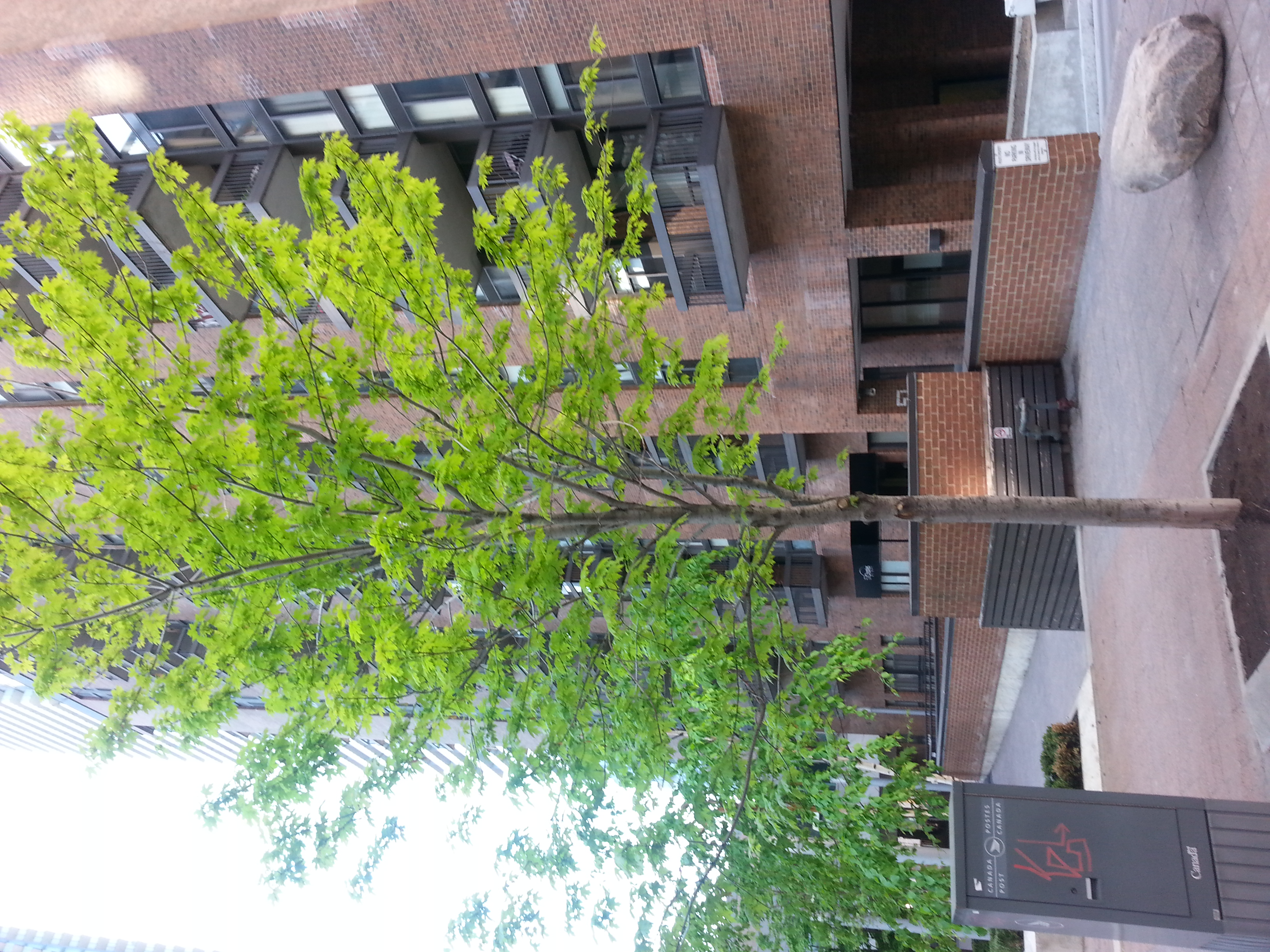 Deinocheirus, CC BY-SA 4.0 , via Wikimedia Commons