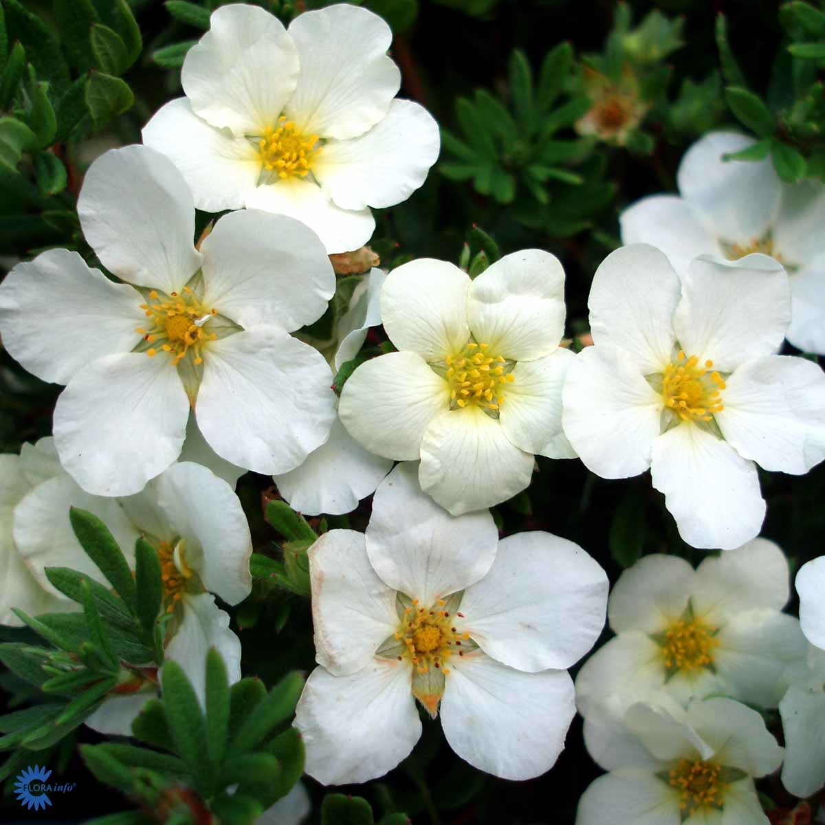 Buskmure 'Mc Kay's White'