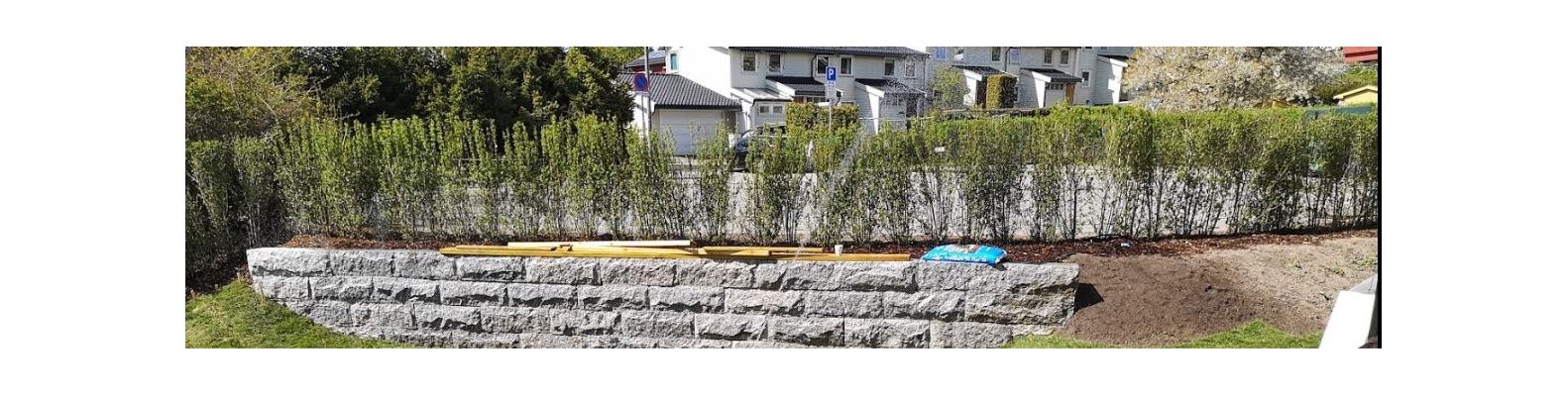 Liguster Liga ferdighekk plantet i Oslo, tett og frodig