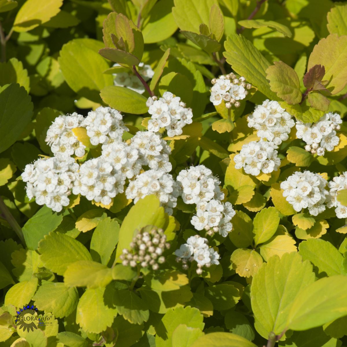 Bjørkebladspirea 'Tor Gold'