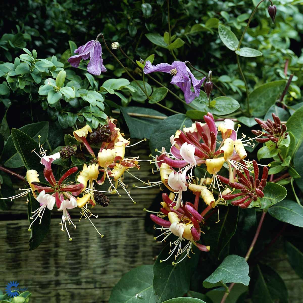 Kaprifol, sterk rød/gul, duftende ( CO 2)
