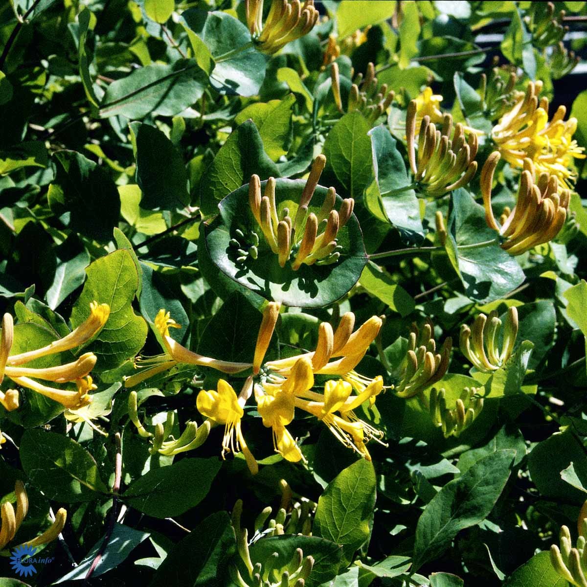 Gul, ekte kaprifol ( CO 2)