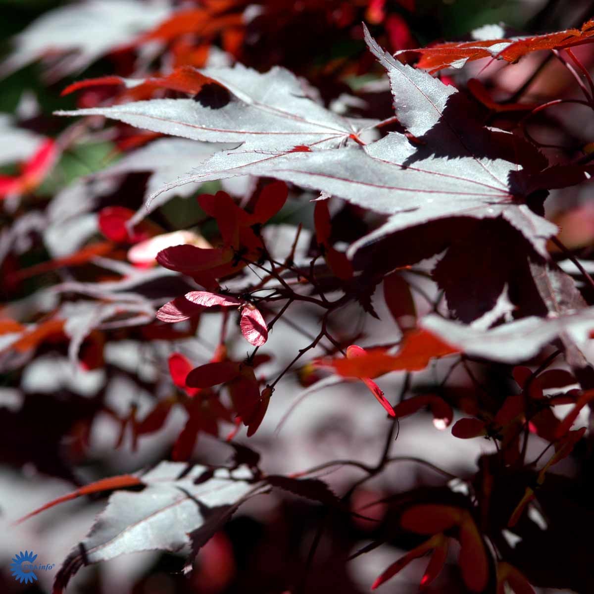 VIFTELØNN 'BLOODGOOD' (Busk)