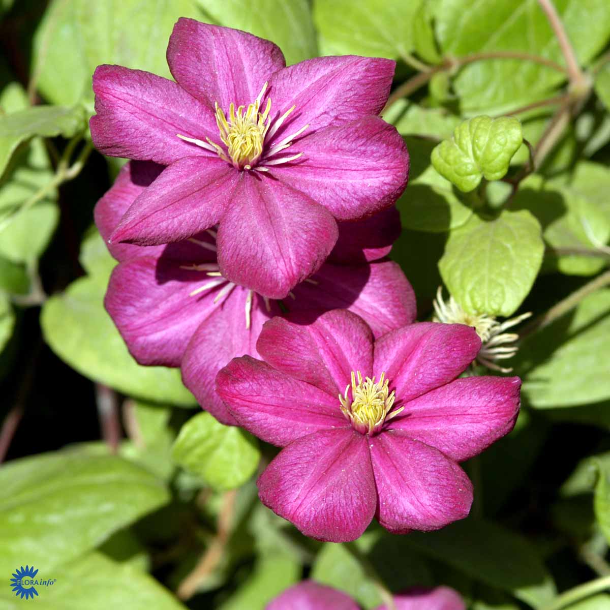 Klematis 'Ville de Lyon'