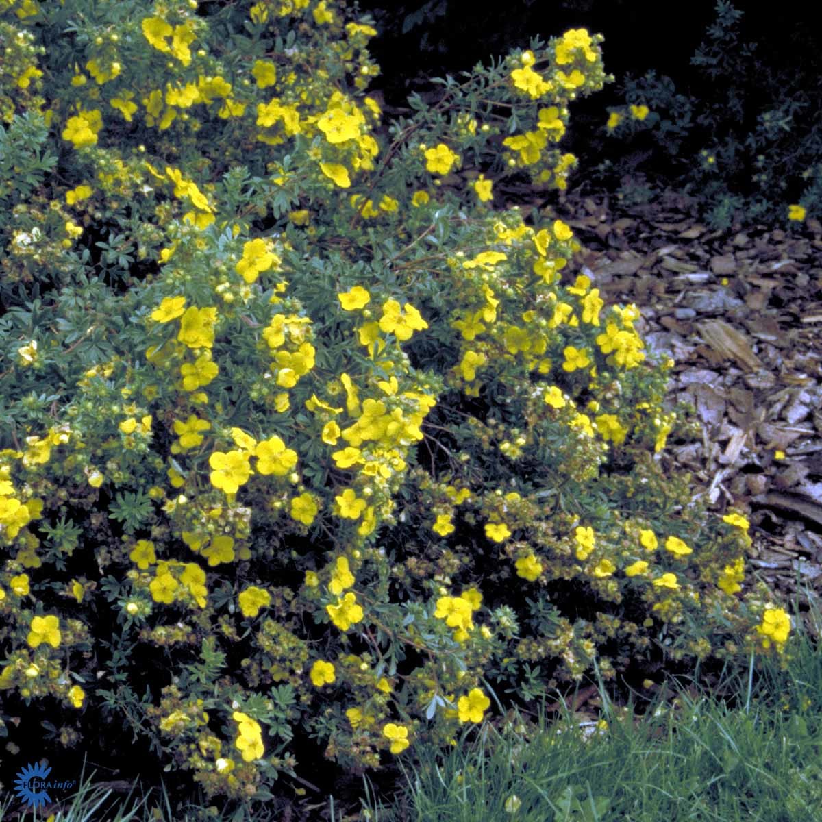 Buskmure 'Goldteppich'